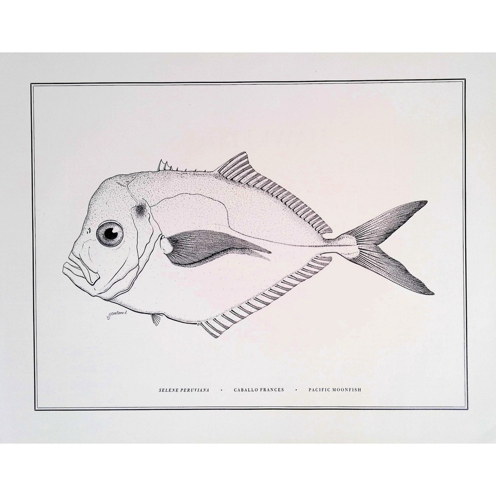 1985 Pacific Moonfish Fish Art Print J Orellana Vintage Book Plate 11x14